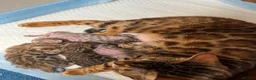 Bengal cats for sale: 2 beautiful bengal boys! - Advert 1
