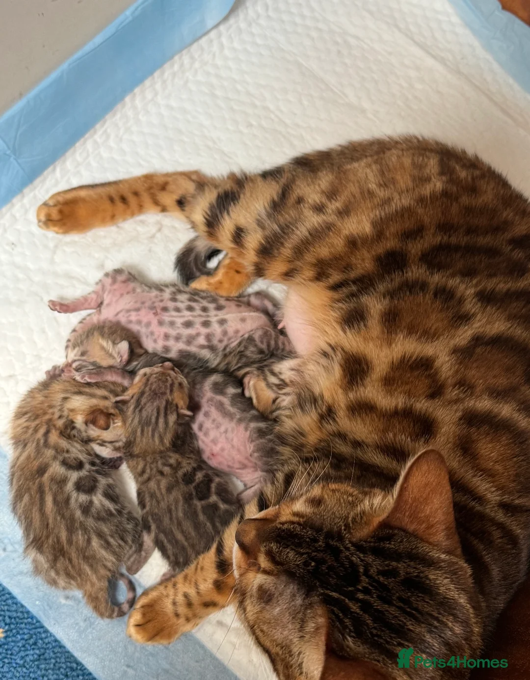 Bengal cats for sale: 2 beautiful bengal boys! - Advert 1