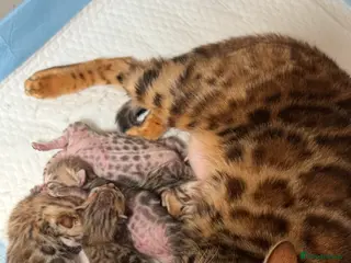 Bengal cats 2 beautiful bengal boys! - Advert 1