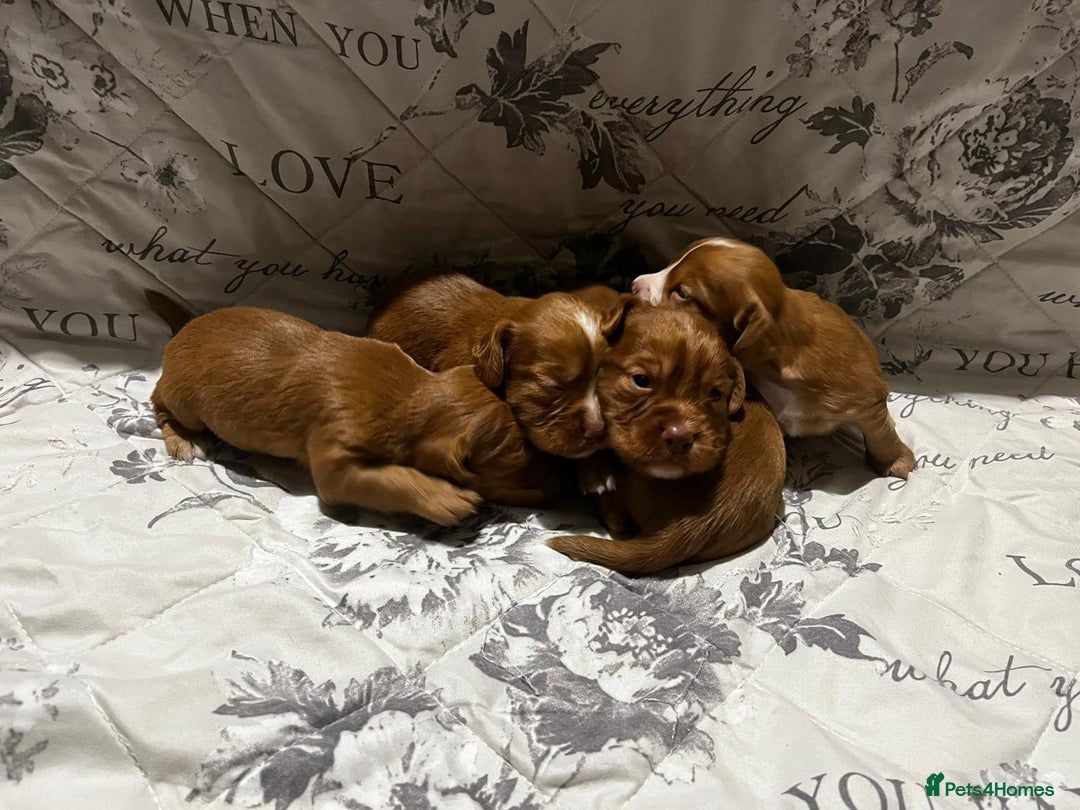 Cocker Spaniel dogs for sale:  cocker spaniel  - Advert 5