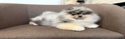 Pomeranian dogs for stud: Top quality proven Pomeranian stud  - Advert 9