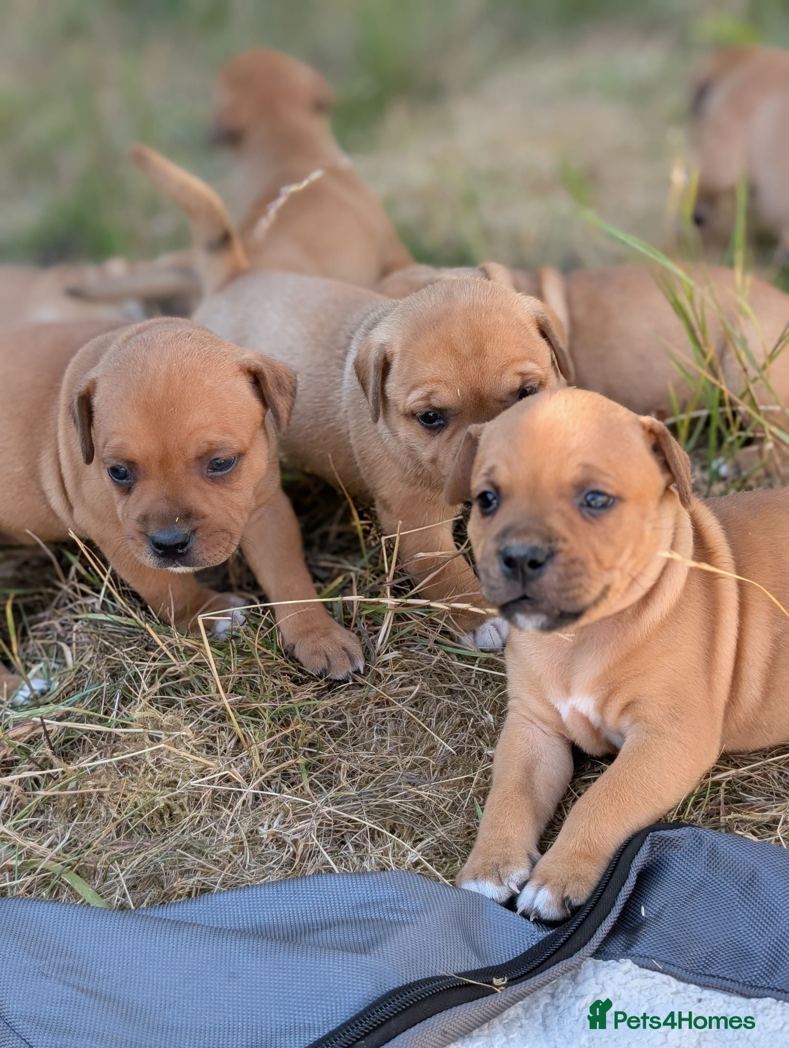Staffordshire Bull Terrier dogs KC Red Staffords  - Advert 3