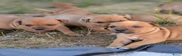 Staffordshire Bull Terrier dogs for sale: KC Red Staffords  - Advert 7