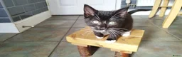 Mixed Breed cats for sale: 4 tuxedo black/white cuties looking for a home - Advert 18