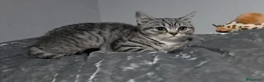 British Shorthair 1