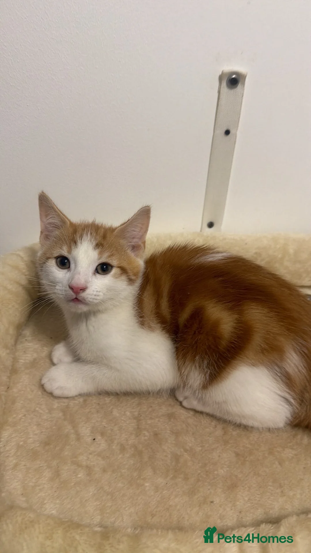 Mixed Breed cats for sale: X5 Ginger Kittens - Ready to leave! - Advert 14