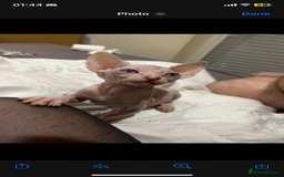 Sphynx cats for sale: Sphynx kittens 2 Girls 1 Boy, ready soon! - Advert 3