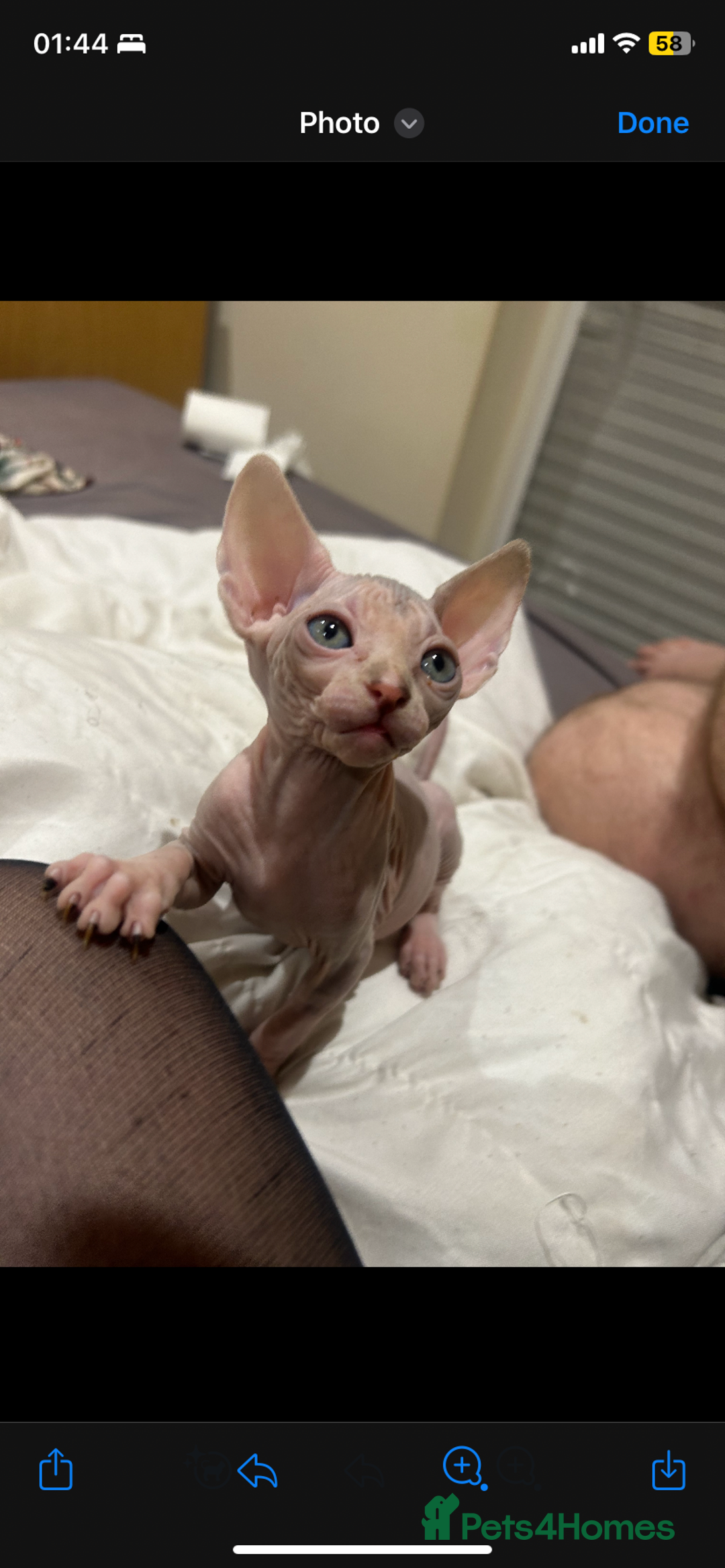 Sphynx cats for sale: Sphynx kittens 2 Girls 1 Boy, ready soon! - Advert 3