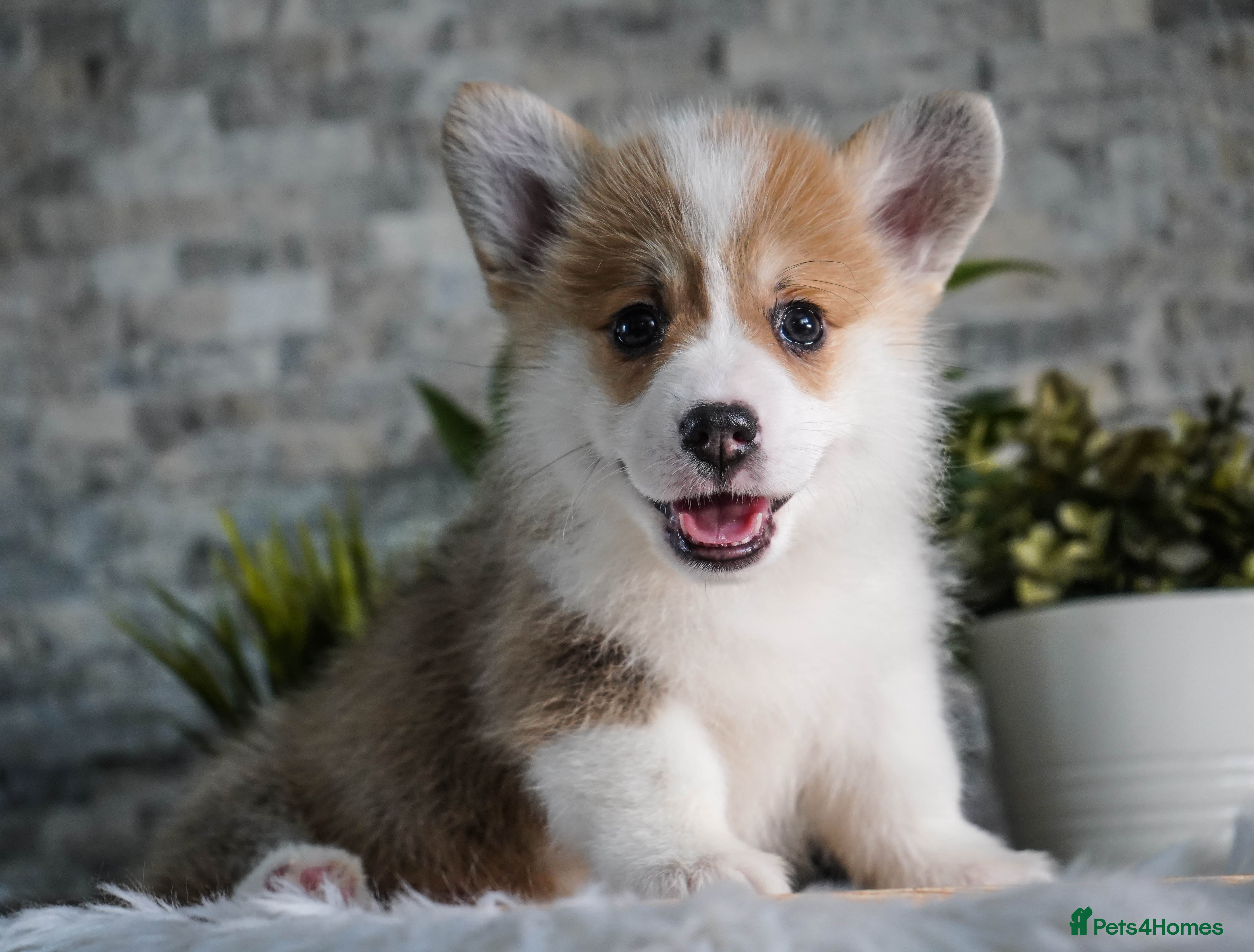 Welsh Corgi Pembroke dogs Welsh Corgi (Pembroke) - Advert 2