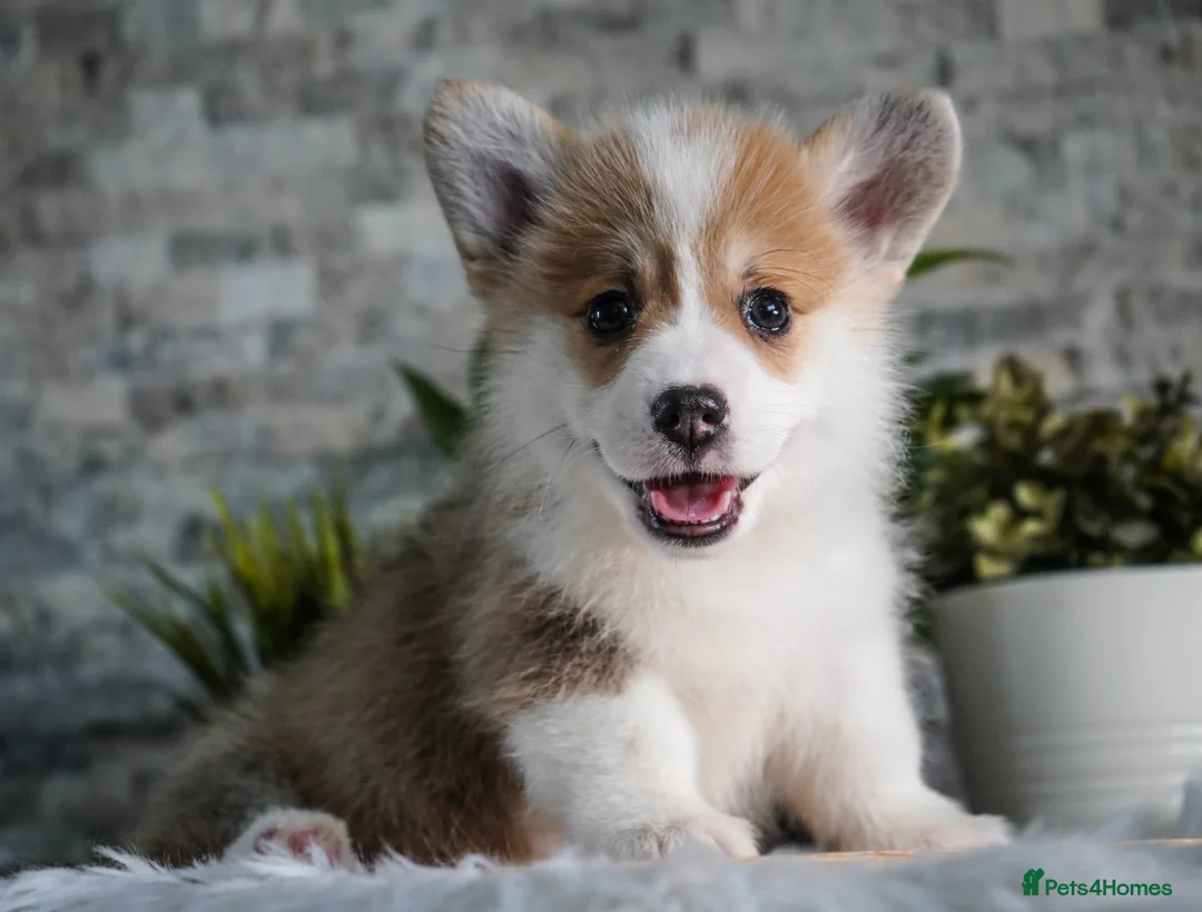 Welsh Corgi Pembroke dogs for sale: Welsh Corgi (Pembroke) - Advert 19