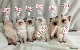 Ragdoll cats for sale: Ragdoll kittens, wonderful 3 Boys  - Image 6