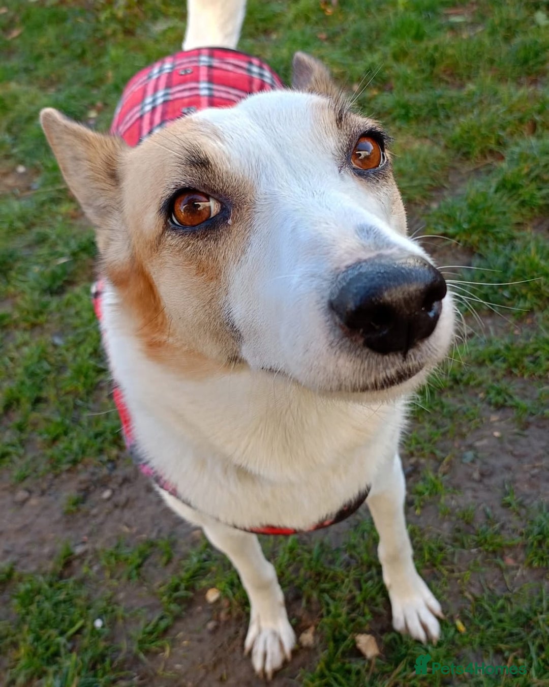 Mixed Breed dogs for adoption: ❤️Alaya❤️- Gentle 4 years old girl  - Advert 18