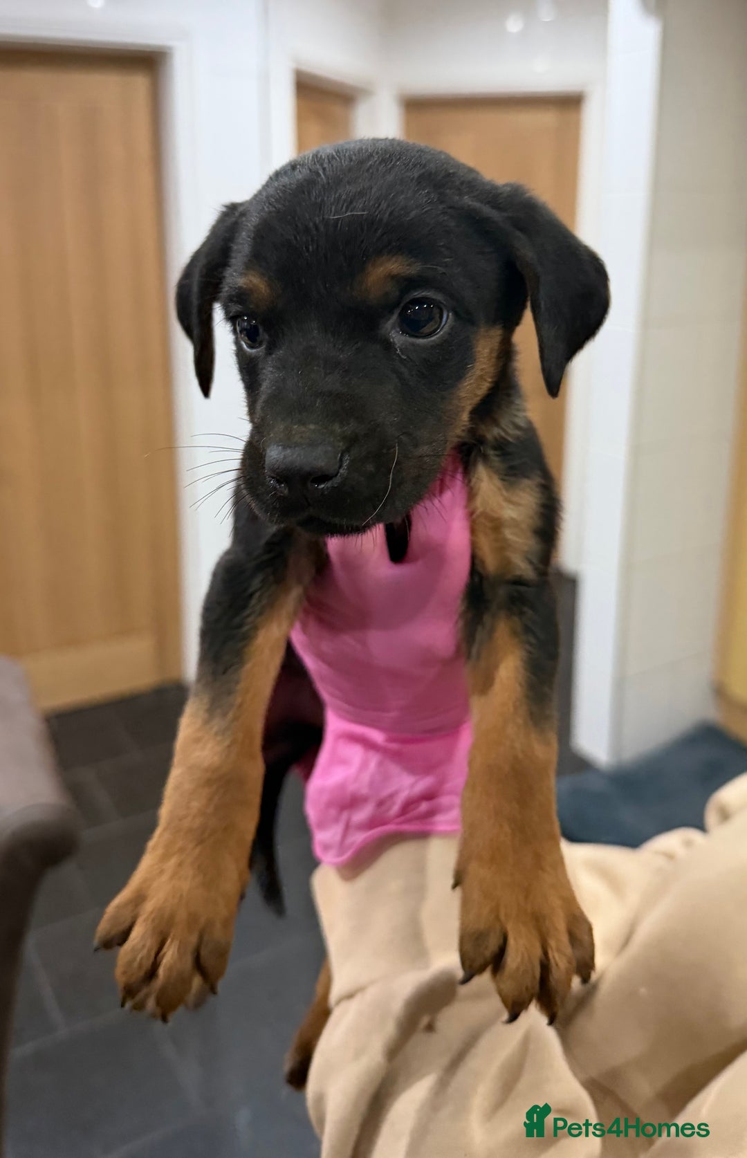 Mixed Breed dogs for sale: Doberman X puppies for sale  - Advert 8