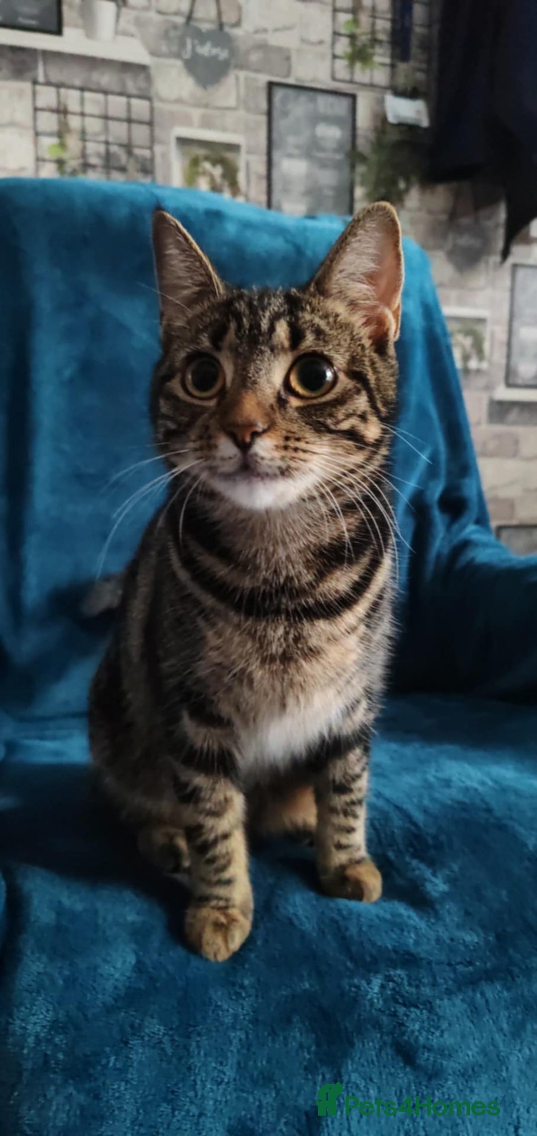 Bengal cats for sale: Zeus Jr and Kathleen  - Advert 6