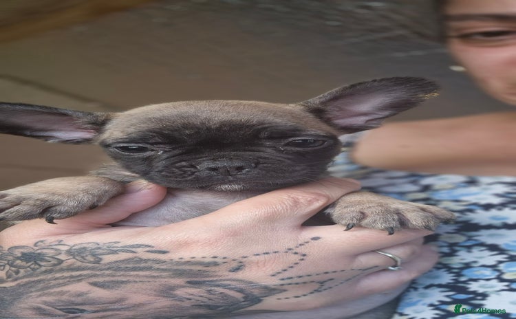 French Bulldog dogs - Advert 5