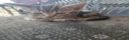 Mixed Breed cats for sale: Kittens looking for their forever home in London - Advert 19