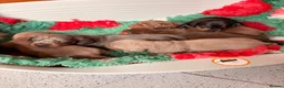 Dachshund dogs for sale: Mini Dachshund Puppy   - Advert 10