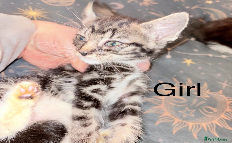 Mixed Breed cats - Advert 4