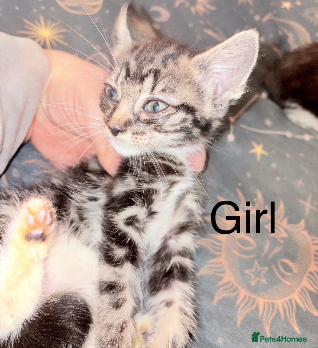 Mixed Breed cats for sale: Kittens ready for loving homes  - Image 1