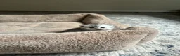 British Shorthair cats for sale: UNIQUE BSH x PERSIANS  - Advert 6