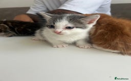Mixed Breed cats for sale: 4 beautiful kittens ready to go 31st August - Image 14