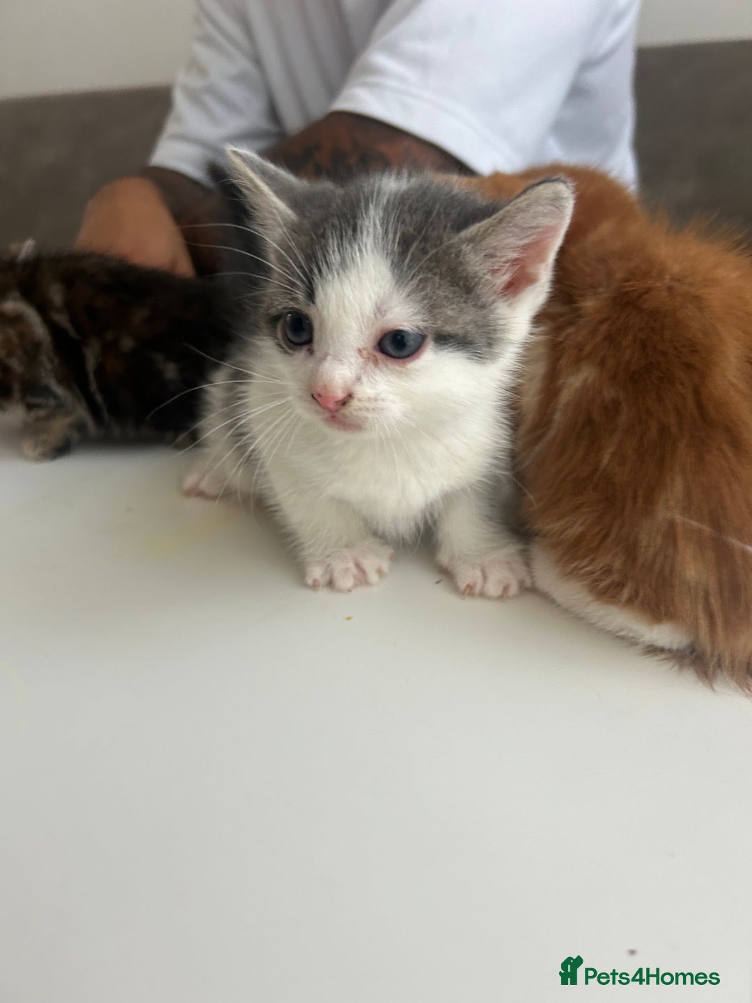 Mixed Breed cats for sale: 4 beautiful kittens ready to go 31st August - Image 14