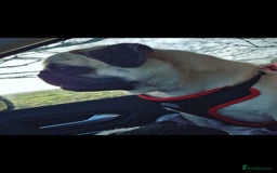 Pug dogs for sale: energetic Pug - Image 3