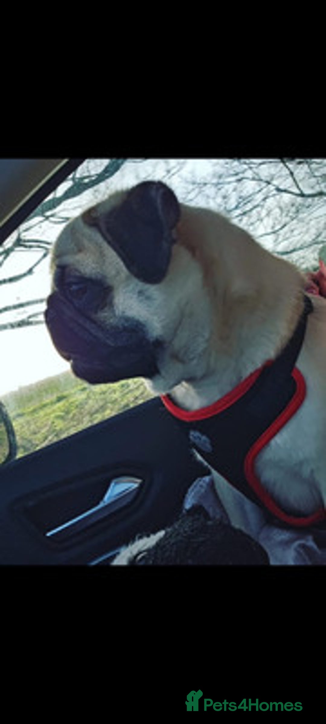 Pug dogs for sale: energetic Pug - Image 3