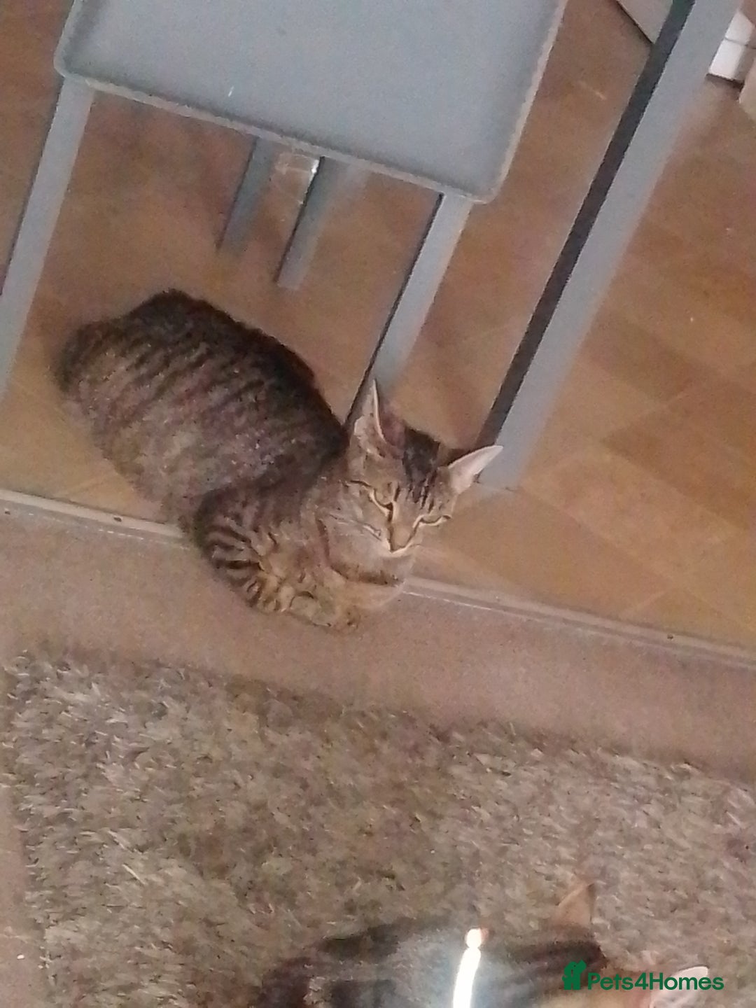 Mixed Breed cats for sale: Bengal mix - Image 12
