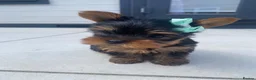 Yorkshire Terrier dogs for sale: 3 Beautiful Pure Breed Yorkshire Terrier puppies  - Advert 10