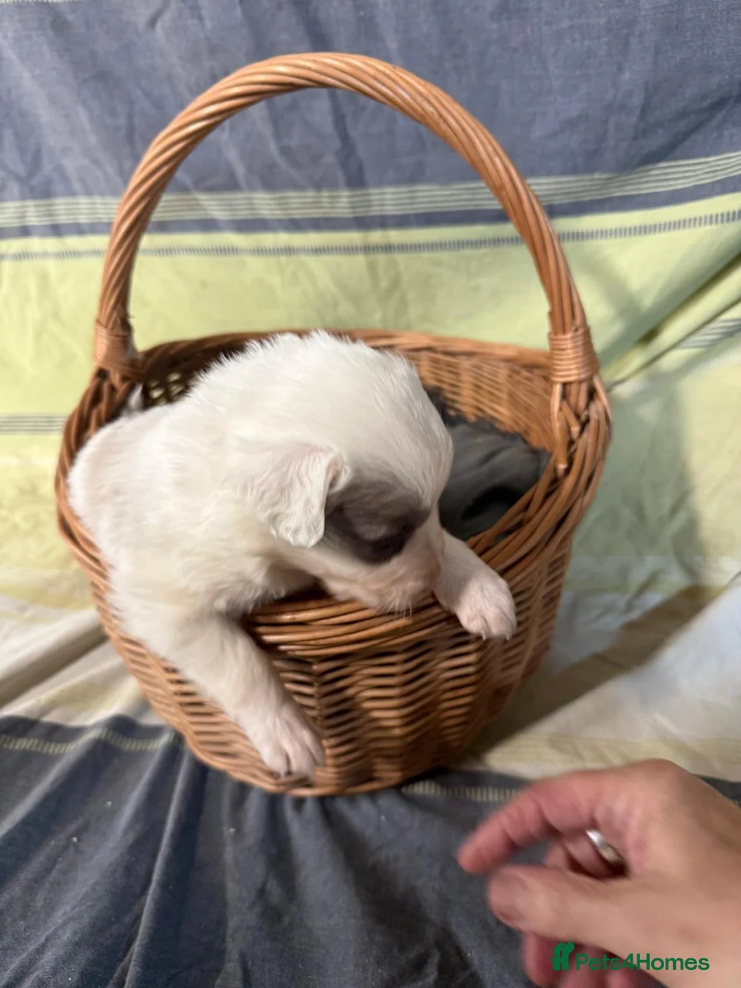 Border Collie dogs for sale: Red Merle and red- black and white border collies - Advert 10