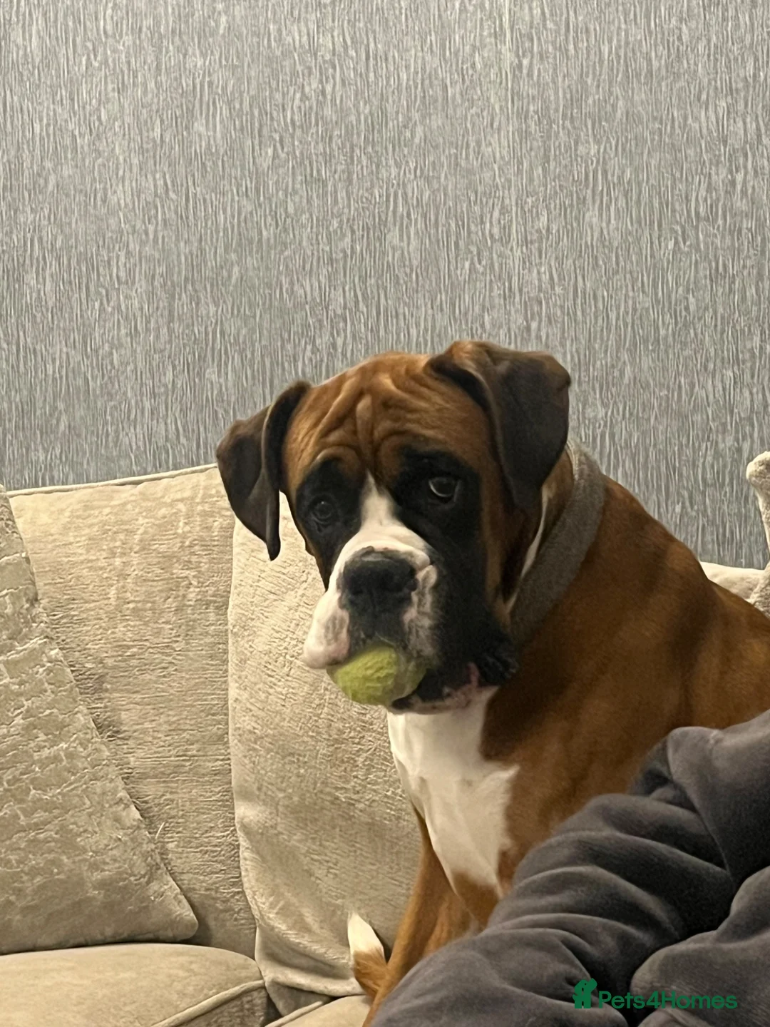 Boxer dogs for sale: Beautiful litter of boxee pups  - Advert 2