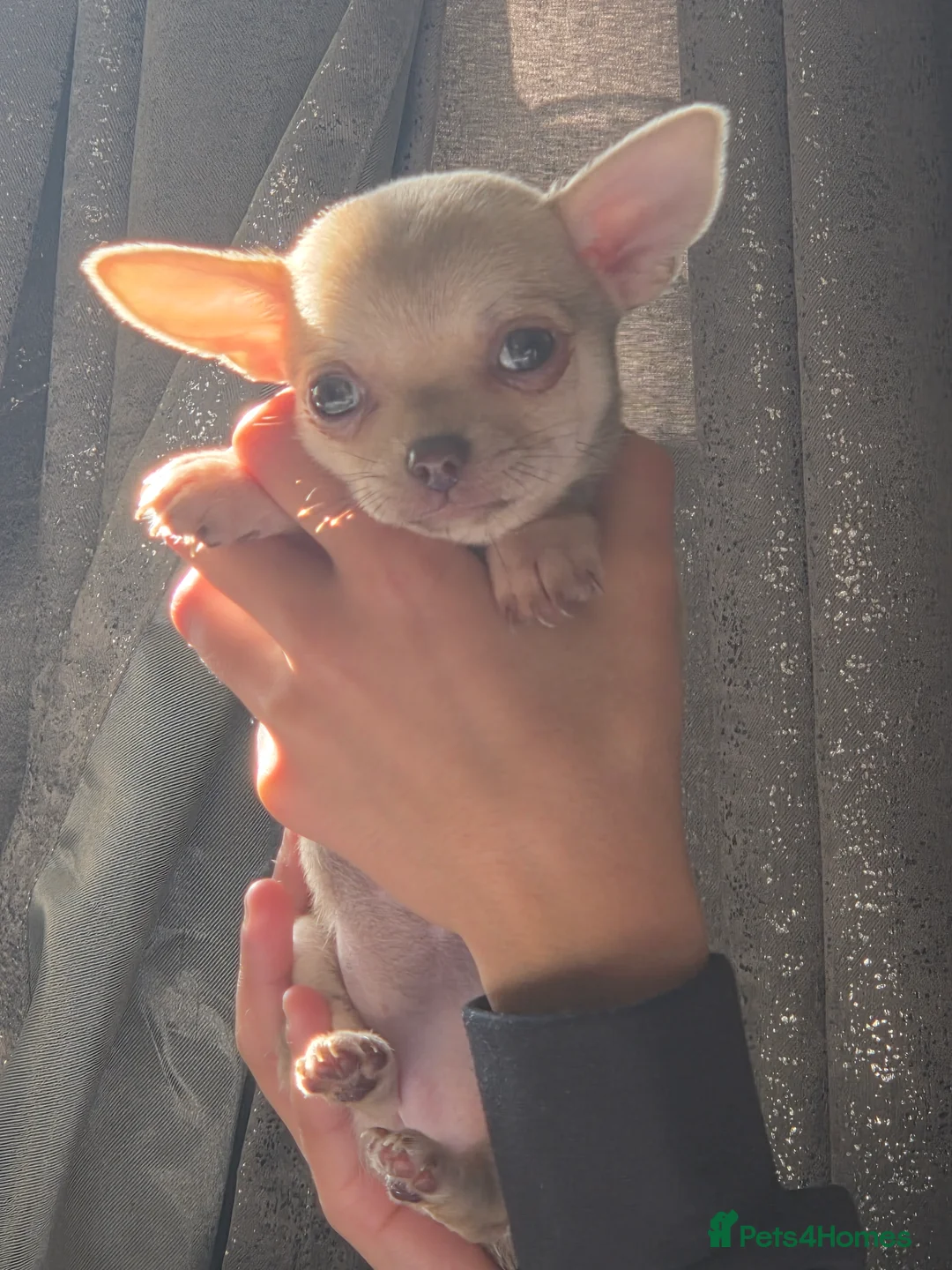 Chihuahua dogs for sale: READY NOW. Chihuahua Puppies - Advert 1