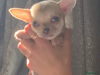 Chihuahua dogs READY NOW. Chihuahua Puppies - Advert 6