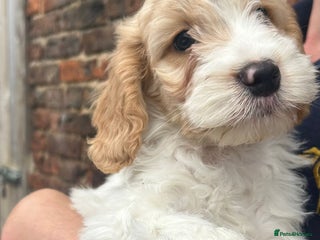 Cockapoo dogs Cockapoo puppies - Advert 10