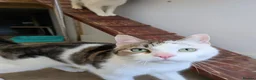 Mixed Breed cats for adoption: Brother and Sister Cats Available for Adoption - Advert 4