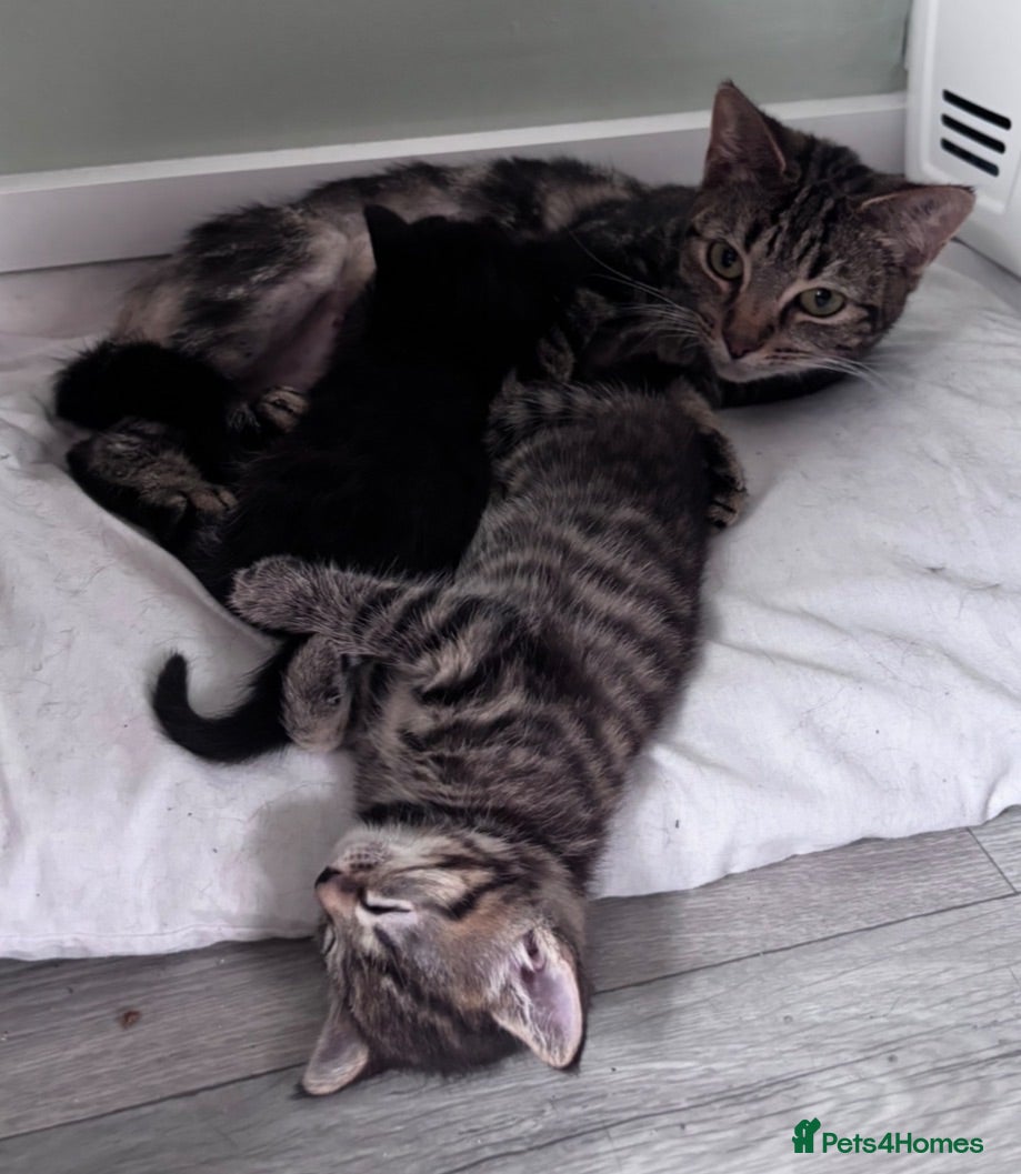 Mixed Breed cats 2 Kittens. - Advert 15