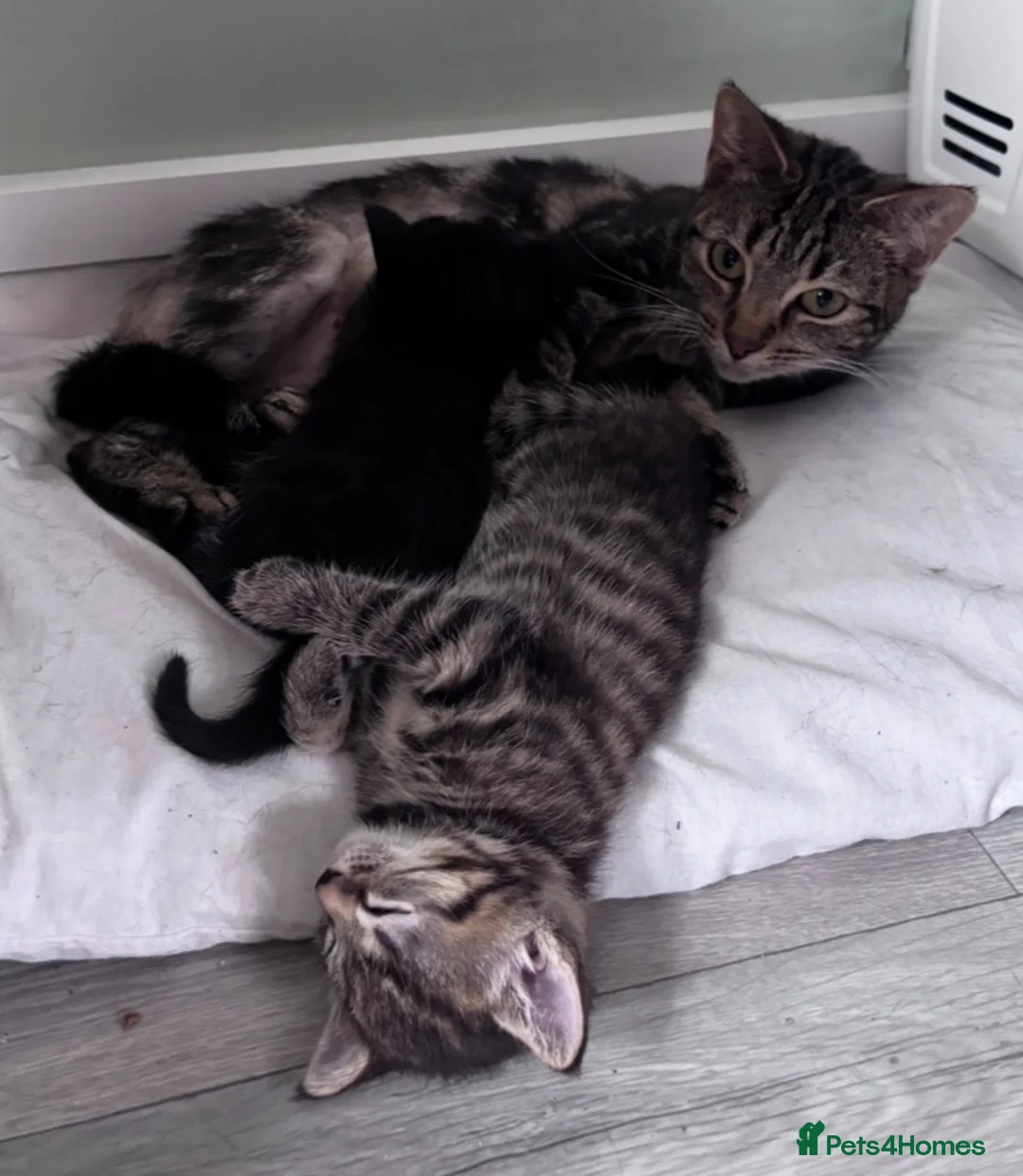 Mixed Breed cats for sale: 2 Kittens. - Advert 1