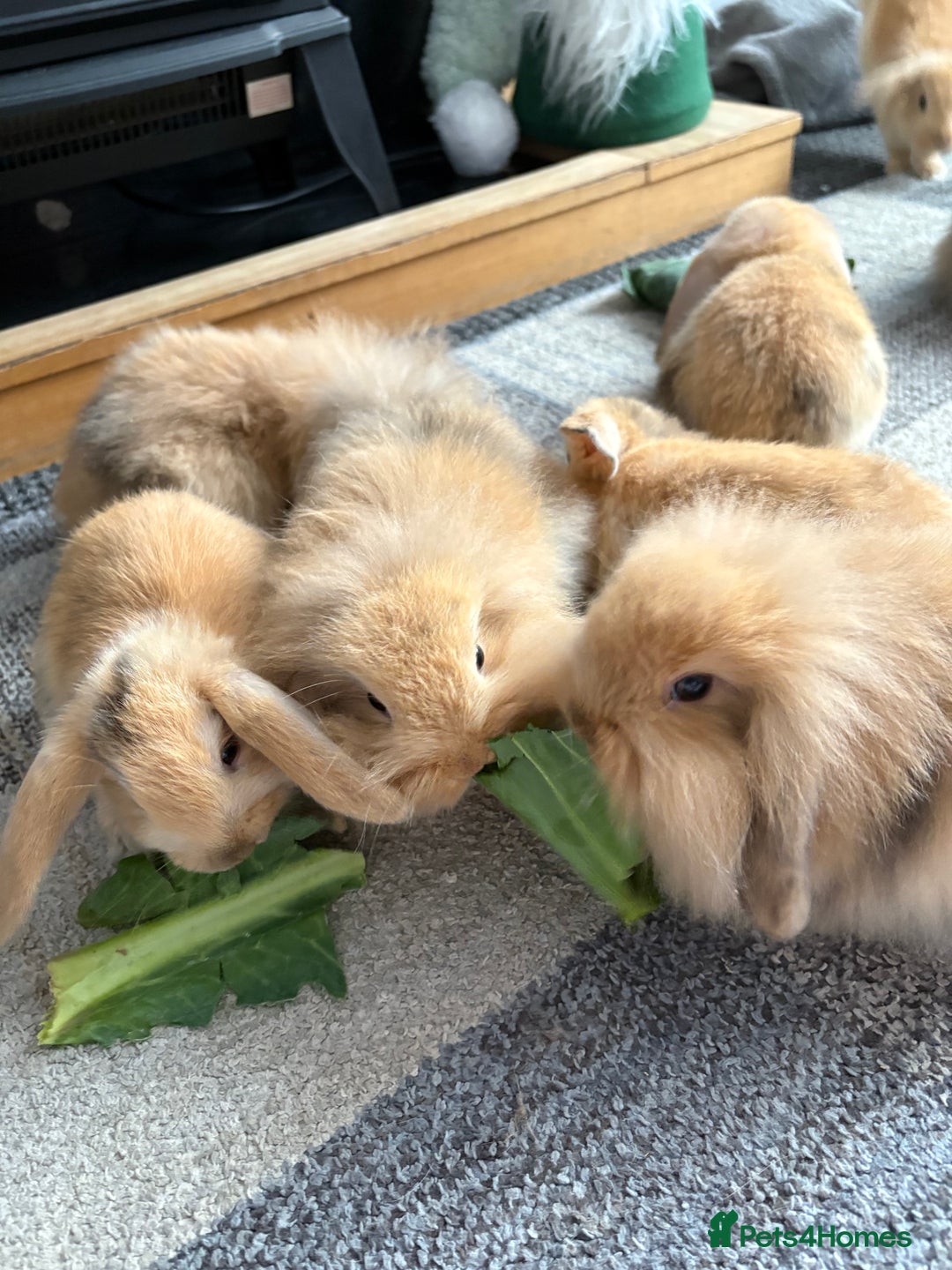 Mini Lion Lop rabbits for sale: Mini lion lop babies  - Image 13