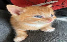 Persian cats for sale: Lovely little kittens  - Image 6