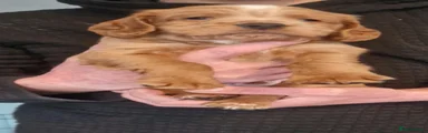 Cocker Spaniel 3