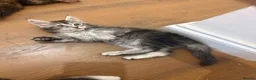 Maine Coon cats for sale: 🐈‍⬛Sweet bundle of Joy TICA register🐈‍⬛ - Advert 29