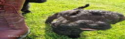 Schnoodle dogs for sale: Schnoodles  - Advert 4
