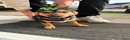Jack Russell dogs for stud: ‼️ STUD ‼️ Miniature Jack Russell  - Advert 4