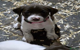Mixed Breed dogs for sale: Kelpie cross springer spaniel  in Ashbourne - Image 13