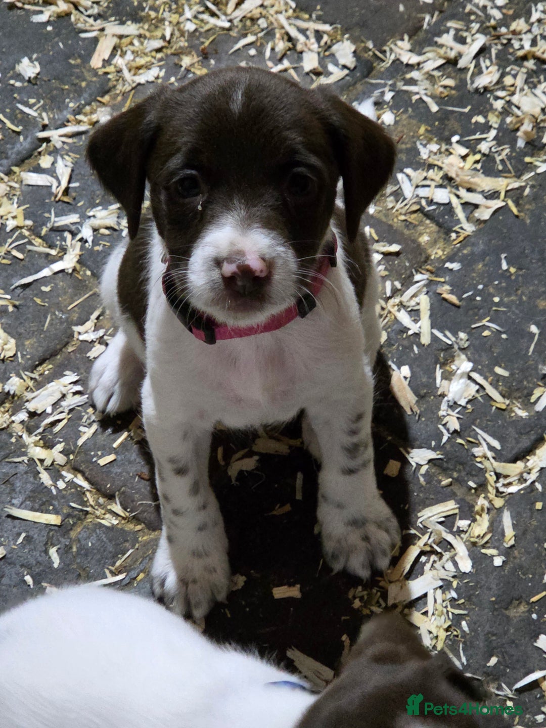 Mixed Breed dogs for sale: Kelpie cross springer spaniel  in Ashbourne - Image 13