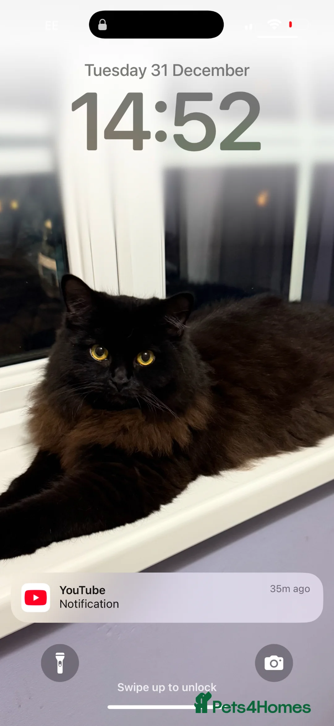 Mixed Breed cats for sale: Gorgeous Binx looking for family home  - Advert 2