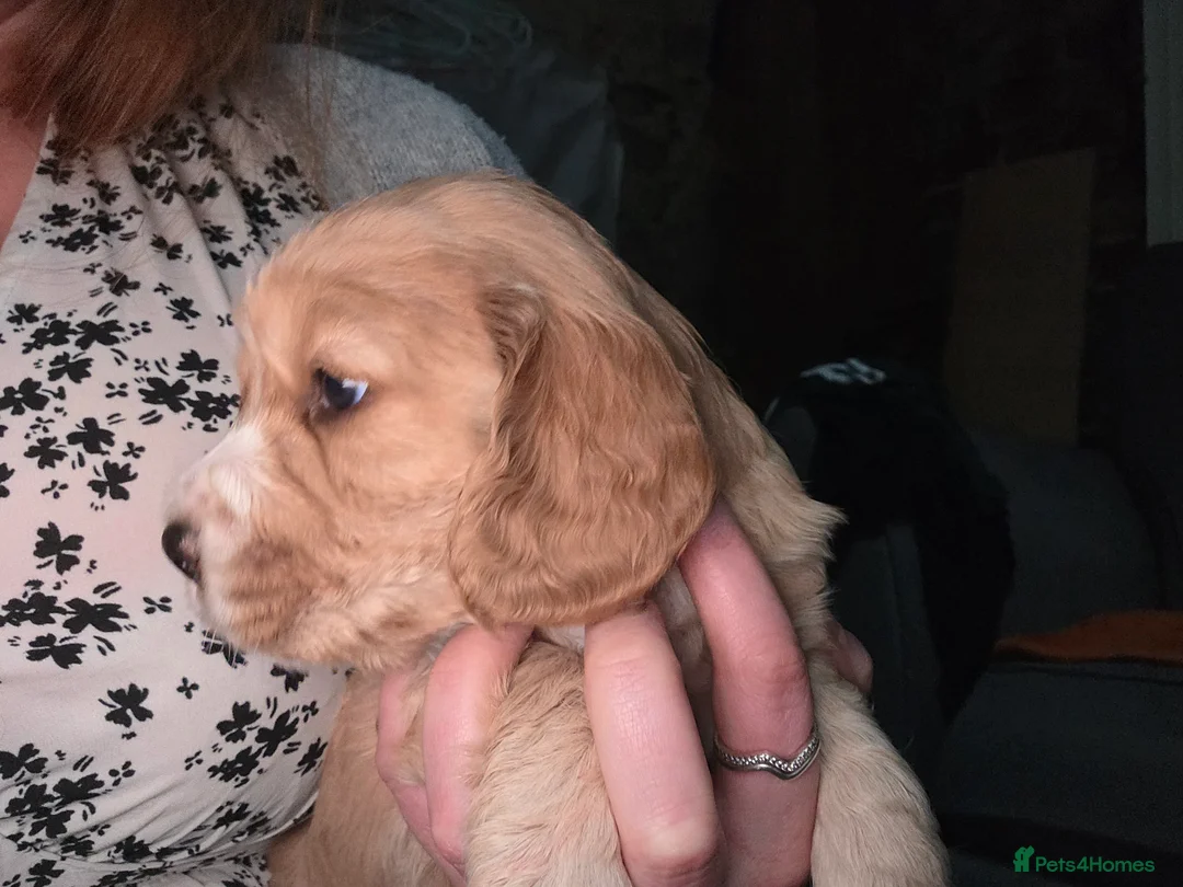 Cocker Spaniel dogs for sale: Cocker Spaniel Puppies (available for veiwing) - Advert 18