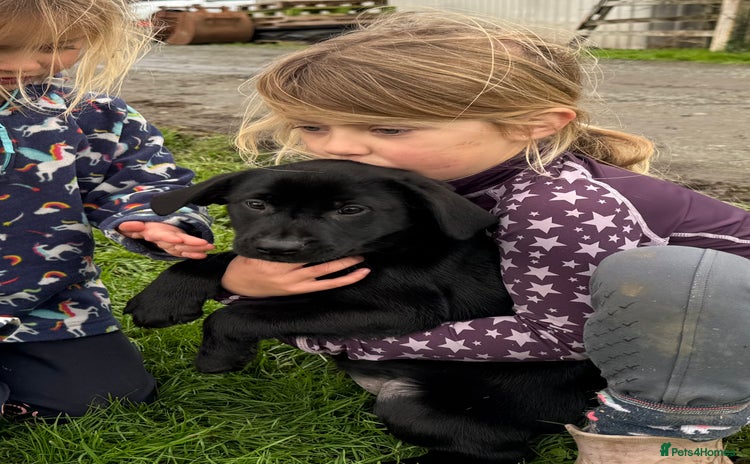 Labrador Retriever dogs 🐾 Beautiful Labrador Puppies  🐾 - Advert 1