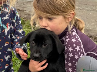 Labrador Retriever dogs 🐾 Beautiful Labrador Puppies 🐾 - Advert 1